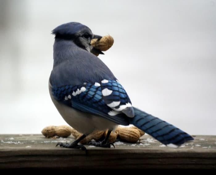 The Blue Jay (Cyanocitta cristata) loves peanuts in the shell, but so does his closest relative, Stellar's Jay.