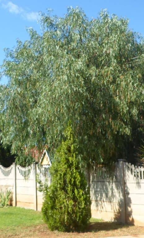 Thuja occidentalis with Pepper Tree at the back. Damage done to the lawn by termites clearly visible © Martie Coetser