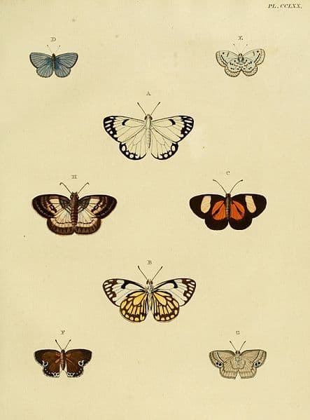 Look to the top left of this image to see the Spring Azure butterfly. When I get one of my own, I will share that here. These are small and silvery on the outer wings. They are more light blue when wings are open.