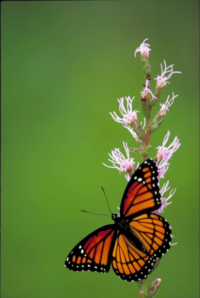Similar, but different from the Monarch that it looks like. A very beautiful butterfly, also known as Limenitis archippus.