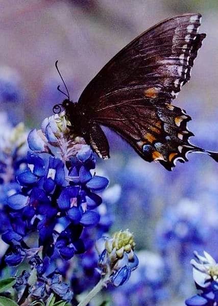 This is a female Papilio polyxenes, or Eastern Black Swallowtail Butterfly, enjoying nectar from a purple and white flowers.