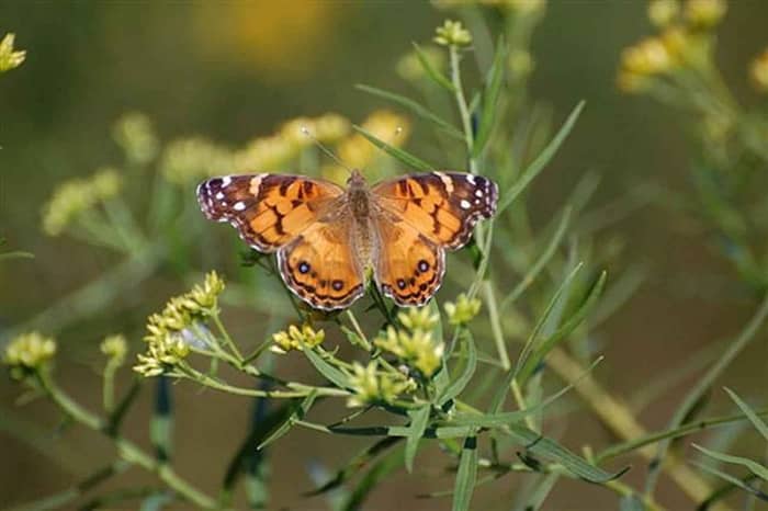 American or Painted Lady Butterfly with wings open. It is also known as Vanessa virginiensis. Photo in the public domain.