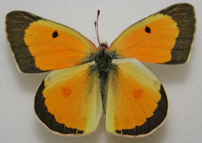 Colias eurytheme - Also known as the Orange Sulphur Butterfly. These sometimes look just like the Clouded Sulphur butterflies, but the tips look to be more orange or copper colored than the Clouded Sulphurs look.