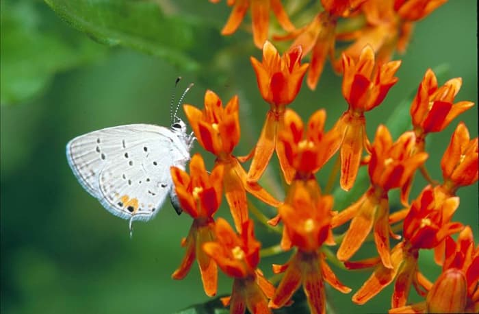 A lovely capture of an Eastern Tailed Blue, as they are so small and not always easy to see. It is getting nectar from the butterfly weed, or blood weed flower. Everes comyntas