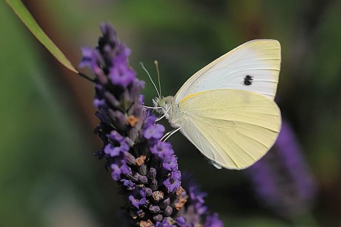A lovely capture of a Cabbage White Butterfly or Pieris Rapae, on a purple flower. It looks like it might be butterfly bush. In the Public Domain
