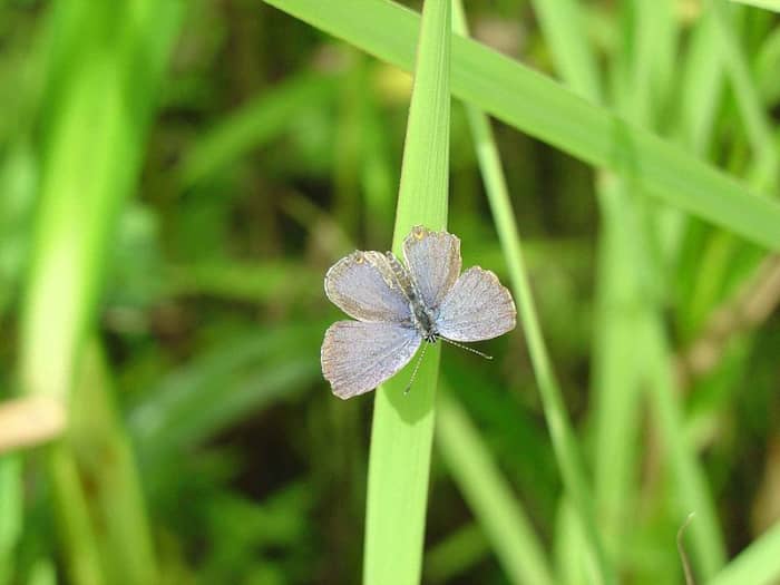 The Eastern Tailed blue butterfly with wins open so you can see more of the light blue color. The Everes Comyntas is a small and dainty butterfly.
