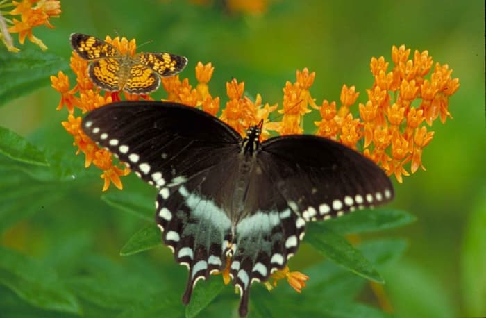The beautiful Pearl Crescent Butterfly on Milkweed or aka butterfly weed, or blood weed. Notice the other little visitor enjoying the flower nectar as well?