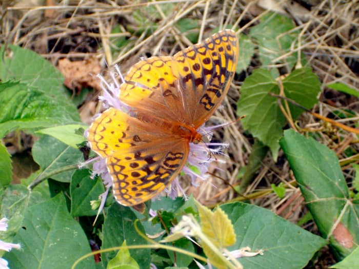 We were on a drive out in the country in Missouri, when I found this Great Spangled Frittilary Butterfly on a flower. I think the are beautiful!
