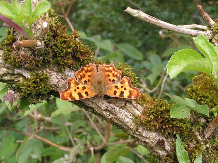 Photo of a Comma Butterfly, resting on a wooden branch. In the Public Domain.