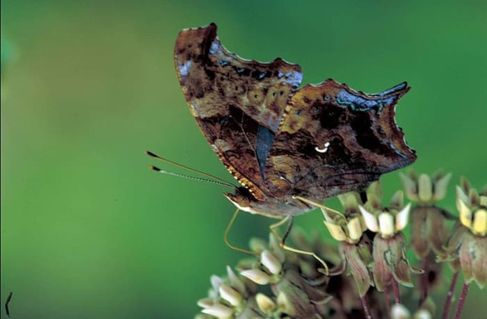 An interesting capture of a Question Mark butterfly, also known as Polygonia Interrogationais. In the Public Domain. Butterfly is on a white butterfly milk weed flower.