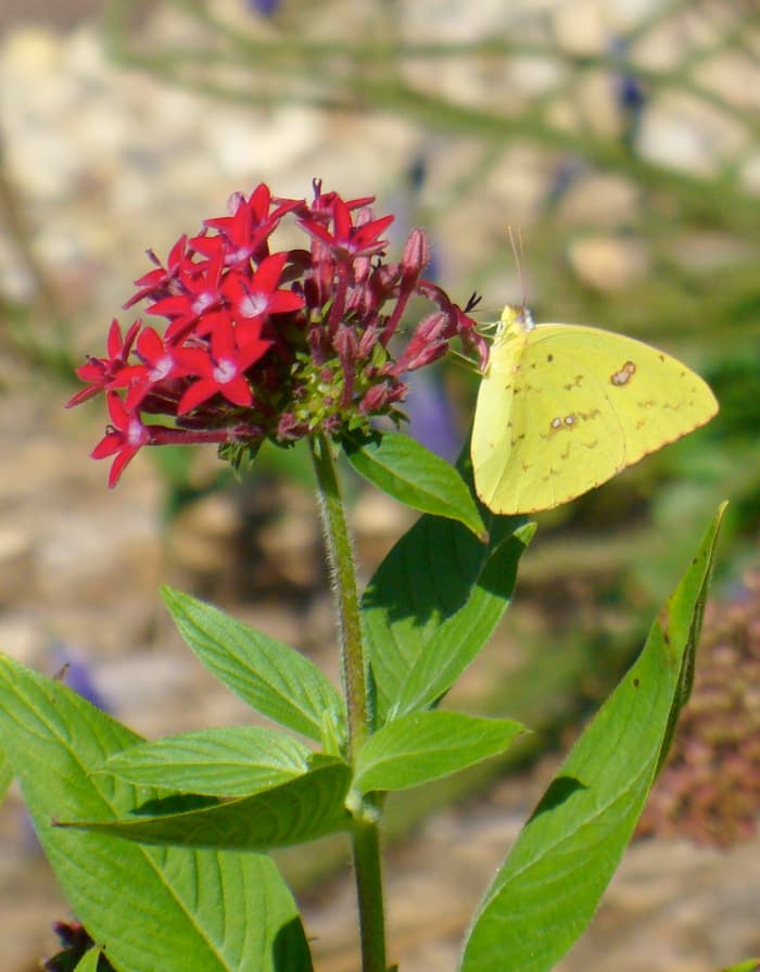 Taken in my butterfly garden, this is a Yellow Clouded Sulphur butterfly, enjoying nectar from red pentas flowers. It is a great annual to grow for butterflies of all kinds. Colias euxanthe