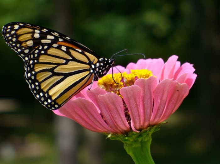 Monarch Butterfly on a Pink Zinnia grown from seed, drinking the nectar from it. Photo taken in my backyard a few summers ago. Danaus plexippus.