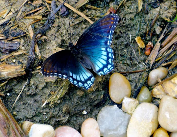 You can imagine how excited I was to find this Red Spotted Purple butterfly in my garden early one spring day. The ground was wet, and it seemed very content there for a little bit.