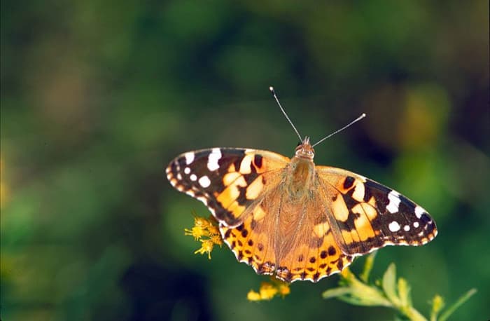 The top side of the wings of the painted lady butterfly. Depending on how the butterfly is holding its wings, you will see different patterns. They use each as needed. Sometimes to attract a mate, and the other for camouflage for protection.
