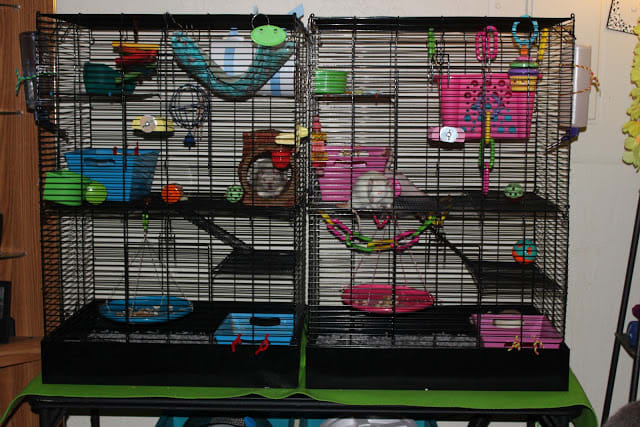 Here is a great setup of the rat manor cage. There is an appropriate amount of homes, toys, and loft hideouts.