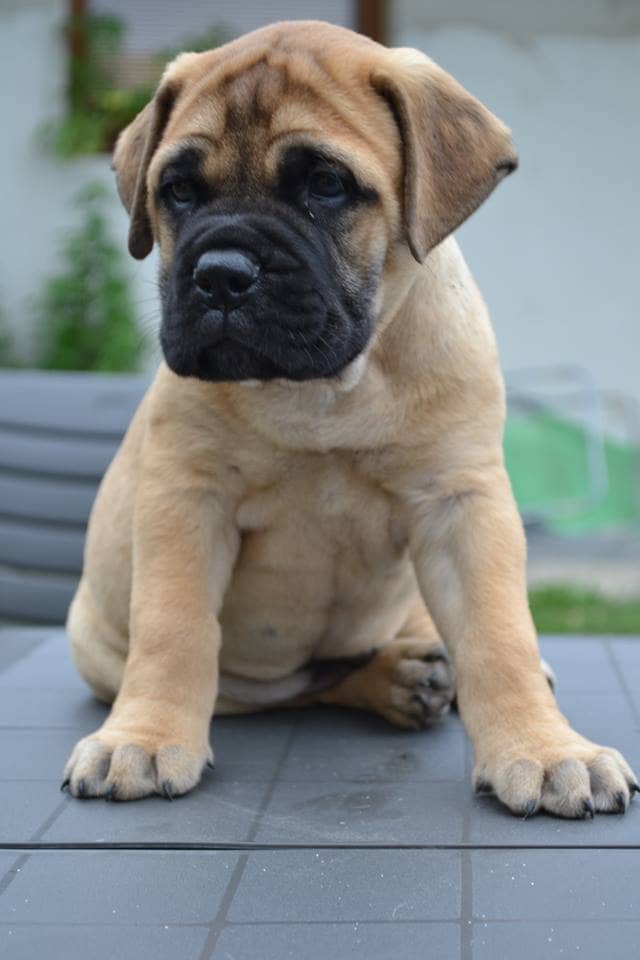 Having a puppy can be a very enjoyable and educational experience but they also require a lot of time, care and patience.