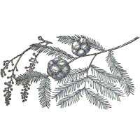 Pictured here are the Bald Cypress' needle-lined leaves, male flowers hanging from catkins, and its globulous cones.