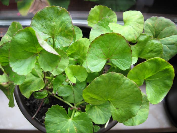 Gotu Kola or Centella asiatica plant