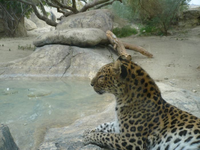 Safaris and group tours to exotic destinations are great ways to experience the freedom of traveling on your own while still enjoying the safety and security of traveling as part of a group.