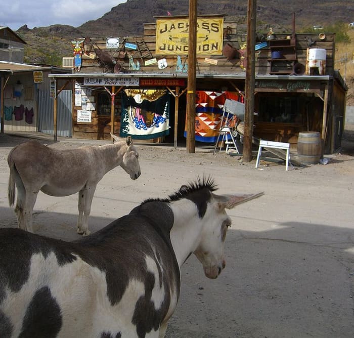 Oatman burros
