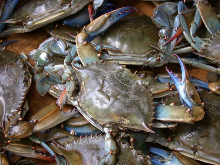 To replenish a diminishing population of blue crabs, states have begun restrictions on catching female crabs.