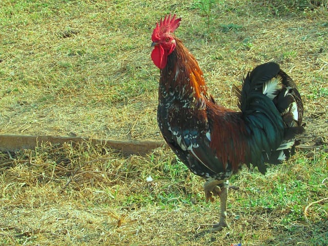 The origins of these birds on the islands goes back to when Polynesian voyagers first came around 300 AD, possibly from the Marquesas Islands or Tahiti.