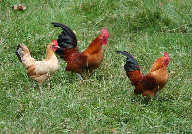 It's easy to identify the common white barnyard variety, but when they have interbred and are sporting a variety of colors, the only way to tell for sure is by DNA testing.