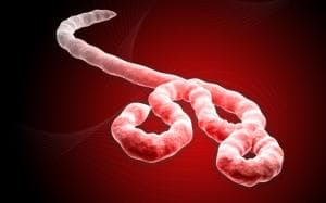 Initial sequencing showed strong similarity to the Zaire strain, the most lethal of the five Ebola subtypes.