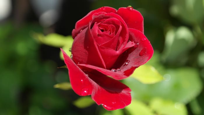 Psychic smells commonly include specific flowers, foods or tobacco however, any smell that triggers a memory can manifest.
