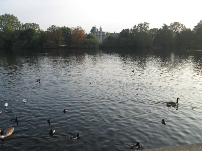 At the bottom corner of the area, Eagle Pond resembles Swan Lake at times - the handsome 'Mock Tudor' building at the far side of the pond is Snaresbrook Crown Court. All the waterfowl had crowded around someone to my left, including swans