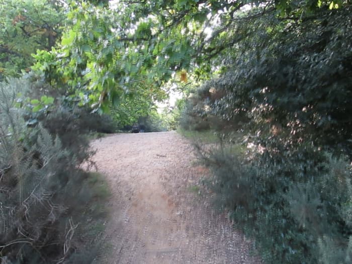A brief glimpse at the lush vegetation around the lakeside - it is more like a lake than a pond after all - and then on...