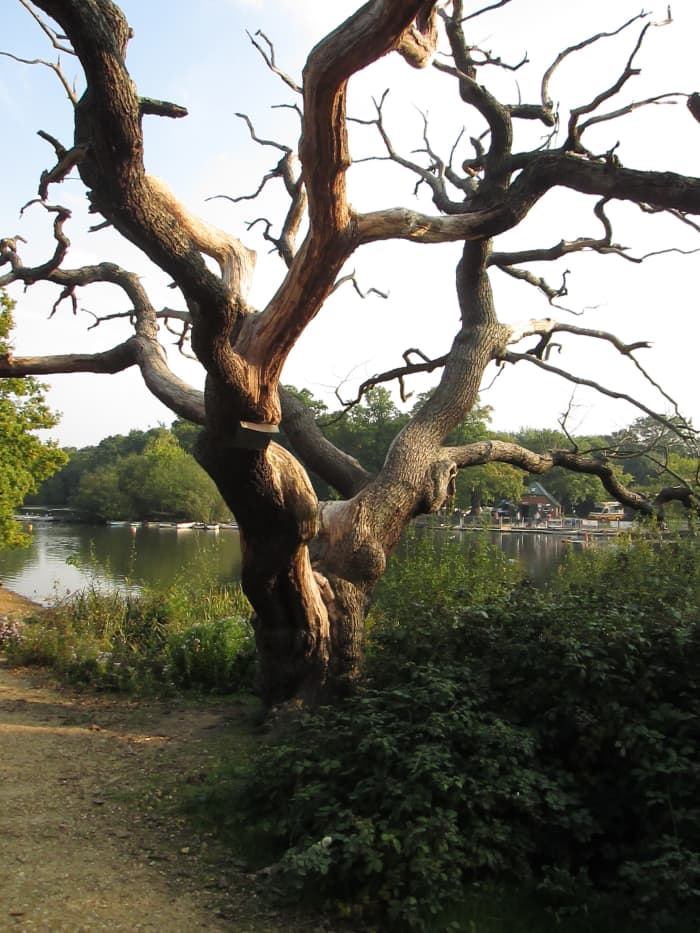 But some don't come off too well, even this close to water. Thankfully there aren't that many dead trees, it's just old age or disease that renders some to look more like concrete sculpture