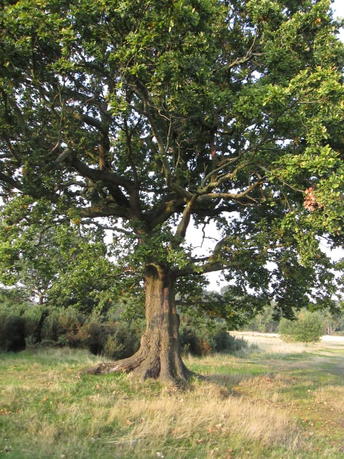 Mighty oaks grow. There's a variety of oak trees, mainly English and Turkey Oak, that grow in southern England. Notice none of the leaves has turned colour yet and this was taken on the 3rd October!