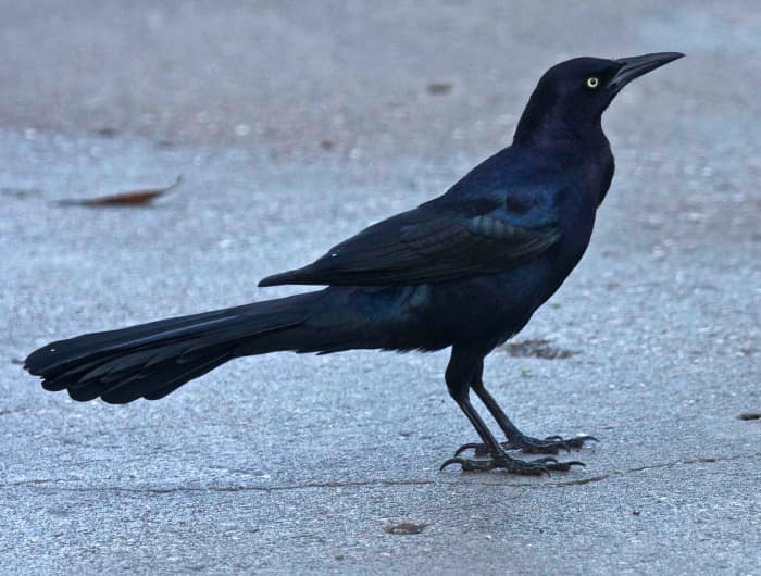 In contrast to its peaceful Icterid cousin the Brewer's Blackbird, the Great Tailed Grackle, common in desert communities of the American Southwest, gives off an angry vibe.