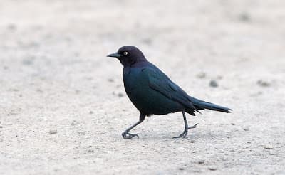 A Brewer's Blackbird suffering from its common foot malady.