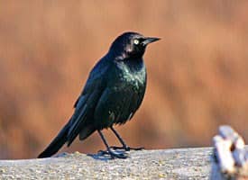 The Brewer's Blackbird is an inquisitive sort that seems naturally attracted to humans and their activities.