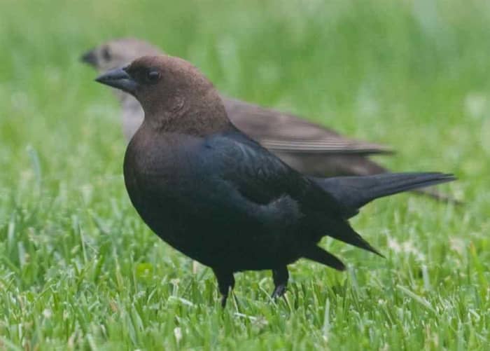 This Brown-headed cowbird even looks surly, and unlike its humble Icterid cousin the Brewer's Blackbird, won't ask permission to steal part of your lunch.