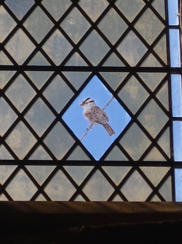 White-crowned Sparrows inspire art. This is a stained glass depiction of a WC at St. Margaret's Church, Cley Next the Sea, Norfolk.