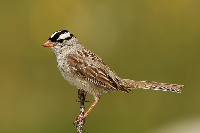 White-crowned Sparrows Sing The Sad Song of Winter - HubPages