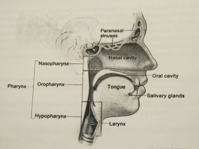 Head and Neck Cancer Regions - Paranasal sinuses and nasal cavity: The paranasal sinuses are small hollow spaces in the bones of the head surrounding the nose. The nasal cavity is the hollow space inside the nose." Walker's cancer existed there.