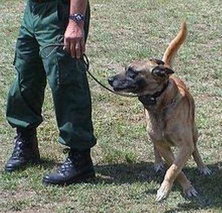 Shock collars emit a mild electrical shock that trains dogs to avoid certain animals and focus on a trained target.