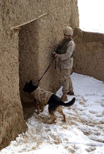 Anti-poaching organizations are developing a light-weight bullet-proof-vest to protect their hounds, including a gel that helps regulate dog's body temperature.