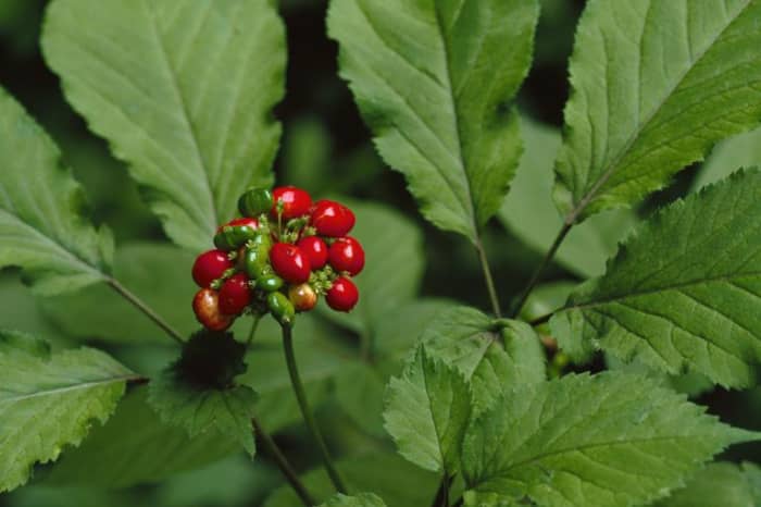 An American ginseng mature plant with berries is easily identified although the leaves resemble a strawberry plant. It is legal to harvest ginseng, but only during a specific season (defined by each state).