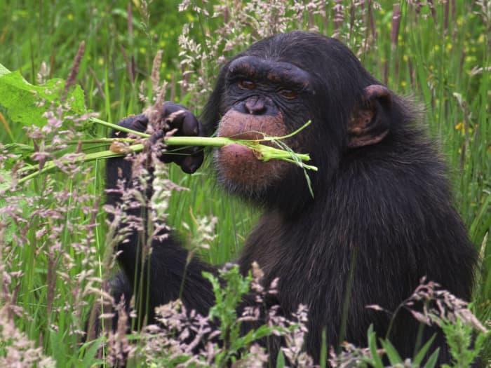 Chimpanzees, when they are sick, instinctively know which plants to eat. A wild animal is genetically stronger against health risks than a pet or a human.