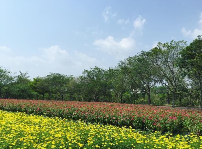 During Lunar Tet Holidays, flowers bloom in tremendous charm and glory, which is beautiful for photography