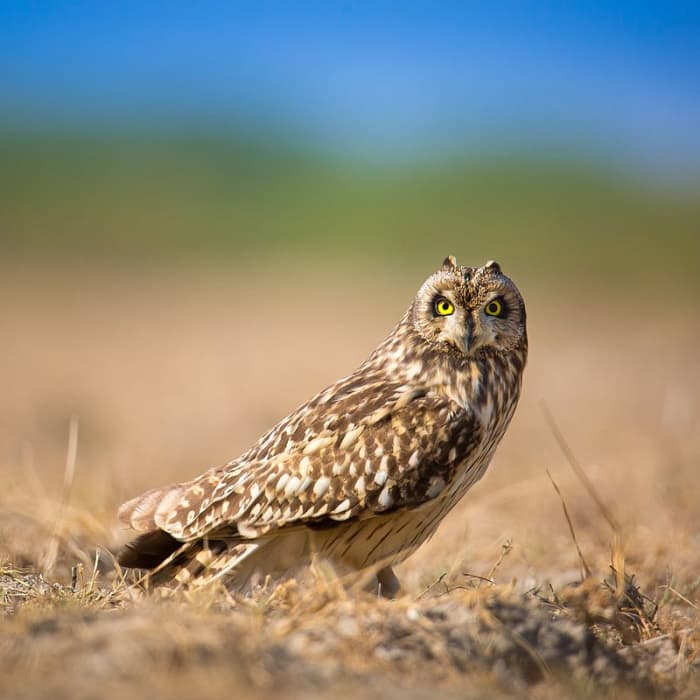Short-eared owls are one of the most widely distributed birds in the world- found on all continents except for Australia and Antarctica. Source: Sumeet Moghe via Wikimedia Commons