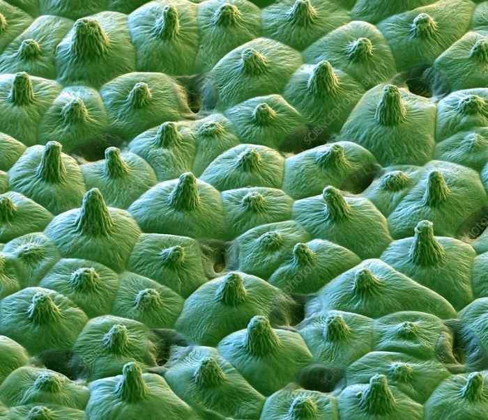 Lotus leaf surface. Coloured scanning electron micrograph (SEM) showing the microstructures on the surface of a leaf from a lotus (Nelumbo sp.) plant.