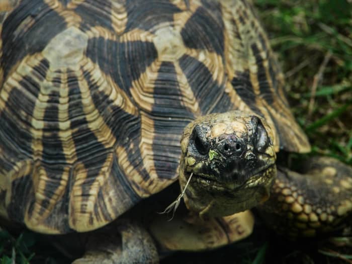 Small Tortoise Breeds You Can Keep as Pets - HubPages