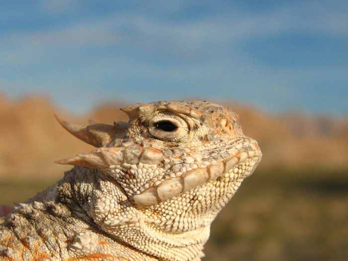 Top 25 Most Amazing Arizona Desert Animals HubPages