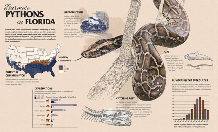 Burmese Python- An Invasive Species Exposed - HubPages